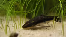 Otocinclus affinis (Ohrgitter-Harnischwels)
