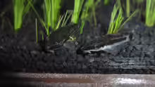 Macrotocinclus affinis 