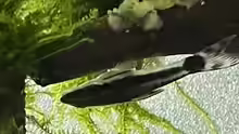 Macrotocinclus affinis 