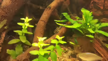 Otocinclus hoppei 