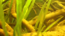 Otocinclus hoppei 
