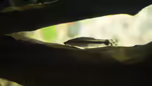 Otocinclus hoppei