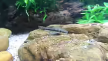 Otocinclus huaorani