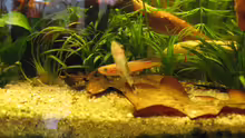 Otocinclus macrospilus