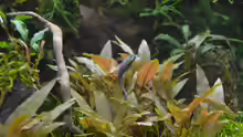 Otocinclus negros
