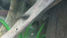 Otocinclus negros