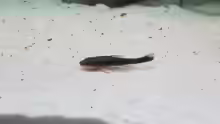 Otocinclus negros