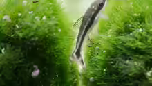 Otocinclus vittatus