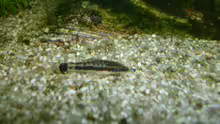 Otocinclus