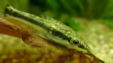 Otocinclus