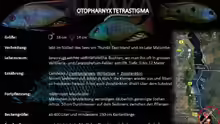 Otopharynx ´tetrastigma´ Artentafel 