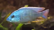Otopharynx tetrastigma