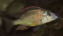 Otopharynx