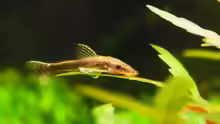 Otocinclus negros
