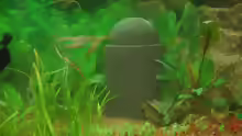 Oxydator