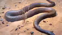 Oxyuranus microlepidotus