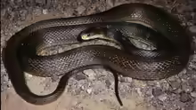 Oxyuranus scutellatus