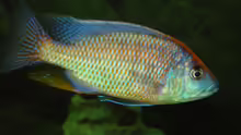 P. spilonotus , mbenji