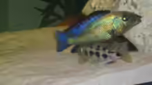 paarung bei den Fossorochromis rostratus 