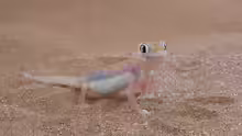 Pachydactylus rangei