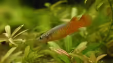 Pachypanchax