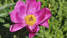 Paeonia officinalis