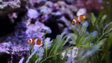 Pärchen Amphiprion ocellaris - Anemonenfisch