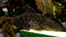 Panaqolus maccus