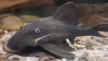 Panaque cochliodon