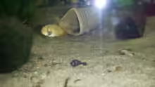 Hypancistrus sp. "L 66"