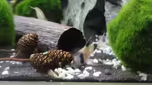 Pandawels (Corydoras panda)