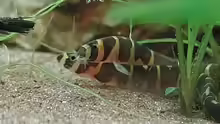 Pangio myersi