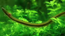 Pangio shelfordii