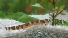 Pangio