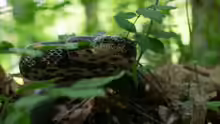 Pantherophis alleghaniensis