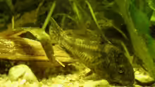 Panzerwels , Corydoras paleatus .