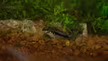 Panzerwels Corydoras habrosus
