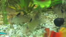 Corydoras agassizii