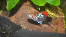 Papageienplaty 2