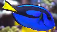 Paracanthurus hepatus - Paletten Doktorfisch
