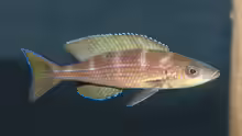 Paracyprichromis brieni