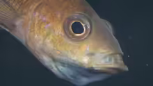 Paracyprichromis brieni