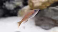 Paracyprichromis nigripinnis -blue Neon- Weibchen (2015)