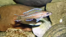 Paracyprichromis nigripinnis blue  neon