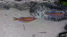 Paracyprichromis nigripinnis blue neon