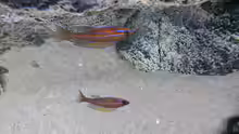 Paracyprichromis nigripinnis blue neon