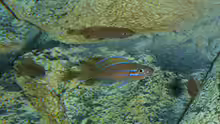 Paracyprichromis nigripinnis ´blue neon´