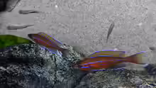 Paracyprichromis nigripinnis blue neon