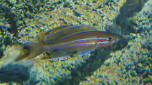 Paracyprichromis nigripinnis ´blue neon´
