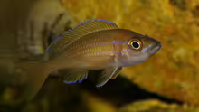 Paracyprichromis nigripinnis